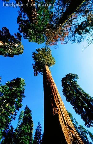 Sequoia sempervirens The
