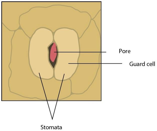Figure 1: Rendering of an open stoma on the surface of a tobacco leaf. Stomata are pores found on the leaf surface that regulate the exchange of gases between the leaf's interior and the atmosphere.