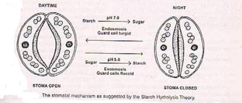 The starch phosphorylase enzyme in the guard cell is