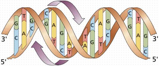 Central Dogma: DNA -> RNA ->