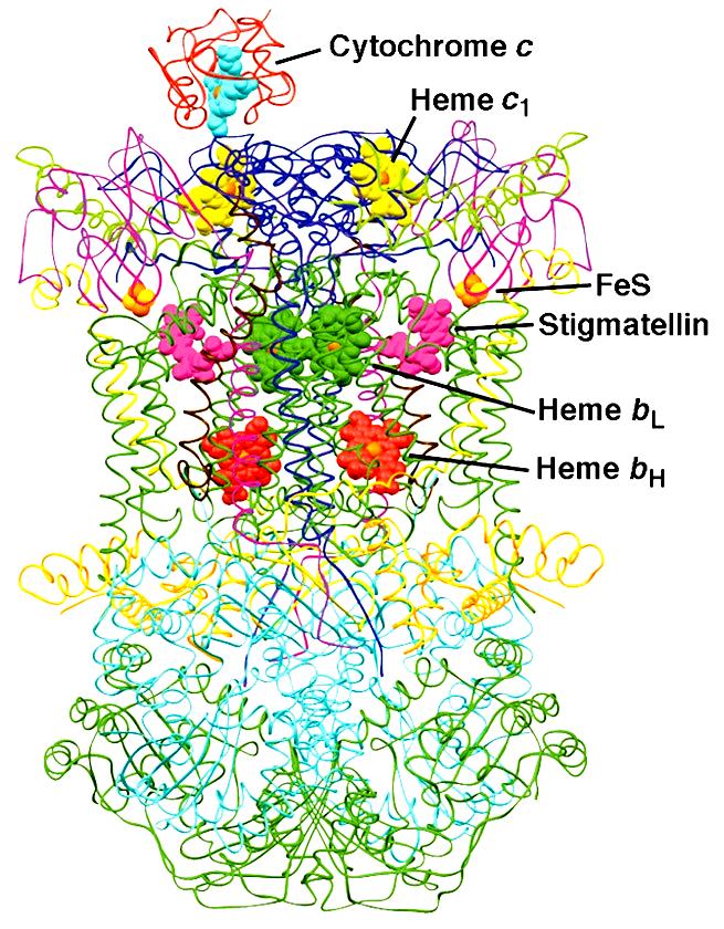 Figure 22-23b X-ray structures of cytochrome bc 1.