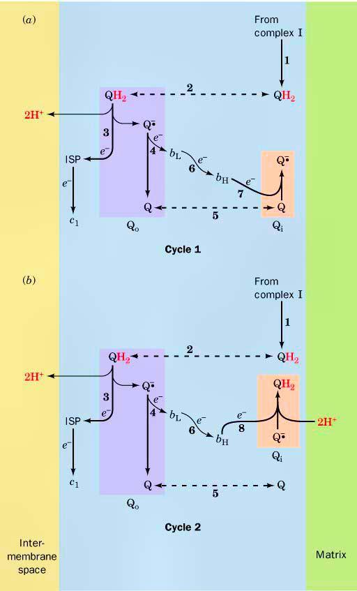The Q cycle of complex III reveals the