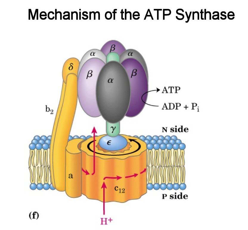 Architecture of the ATP Synthase F 1 α3β3