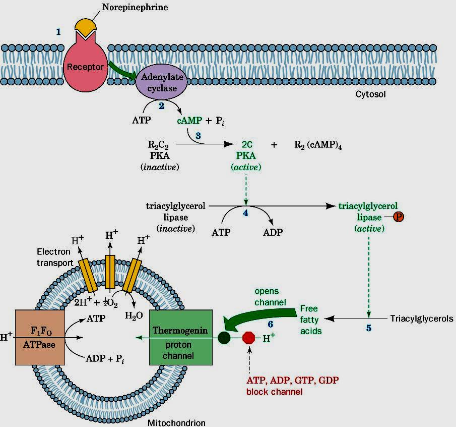 Page 835 Figure 22-47 Mechanism of hormonally induced uncoupling of