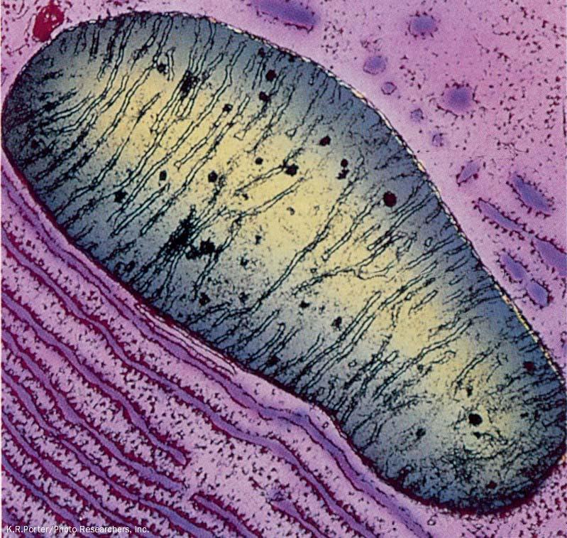(a) An electron micrograph of an animal mitochondrion.