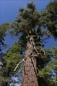Vertical Attributes of Plants canopy height Trees Redwoods,~ 80m Hardwood forest, ~