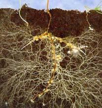 What are mycorrhizae?: Root Fungi These fungi are obligate symbionts that form a mutual relationship with plant roots known as mycorrhizae.