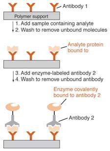 ELISA Enzyme-linked Immuno-Sorbent Assay. Technique based on the principle of antigen-antibody interaction. In response to foreign molecules (antigen), living systems produce a protein (antibodies).