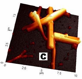 fullerene discs and rods prepared in this manner have been studied by atomic force microscopy (Figure 6) where diameters ranging from 1 to 20 m and heights ranging from 500 nm to 2 m have been