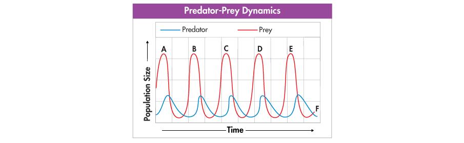 Predator-Prey Relationships This graph shows an idealized