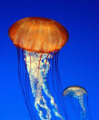 Class Anthozoa: Corals Figure 13: Jelly cc10 Corals are colonial cnidarians, often having huge numbers of polyps.