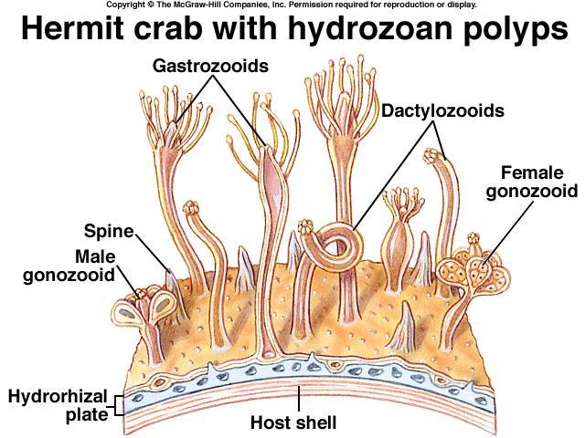 Basic Body Forms Basic Body Forms Figure 13 1 B Polyp = hydroid form, adapted for sedentary or sessile life.