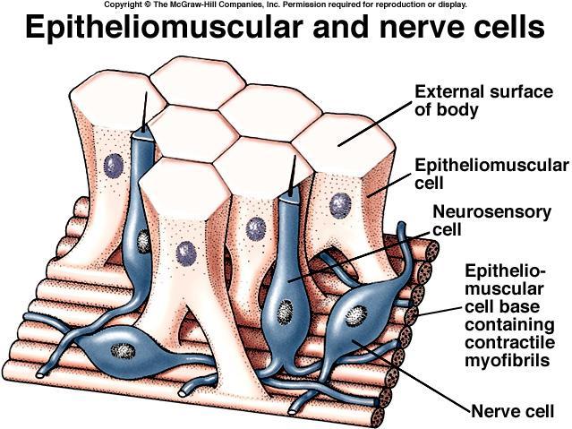 research interest. Diffuse system = nerve net.