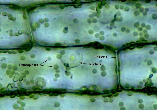 The central vacuole is a membrane-bound sac within the cytoplasm that is filled with water and dissolved substances.
