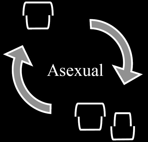 Could sex influence fluxes?