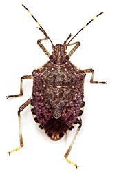Biological Control of the Brown Marmorated Stink Bug: Prospects and Procedures Brian Cutting