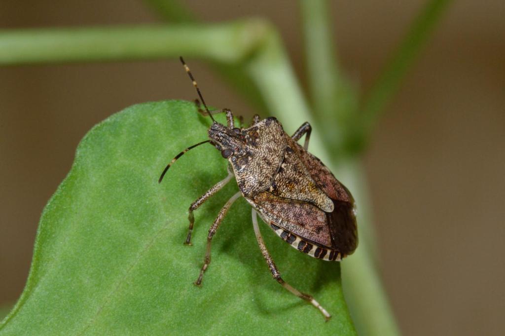 The Brown Marmorated Stink Bug Halyomorpha halys White bands