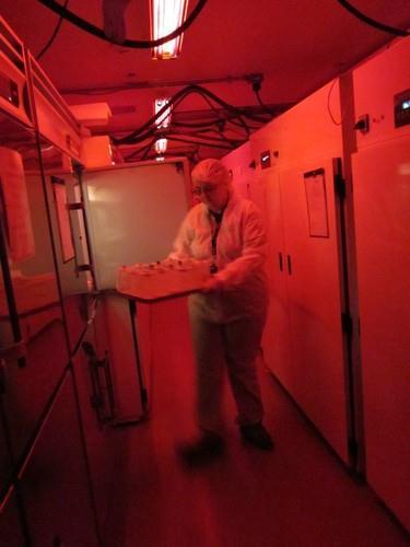 Safeguards in Quarantine: Red light appears as dark UV insect traps