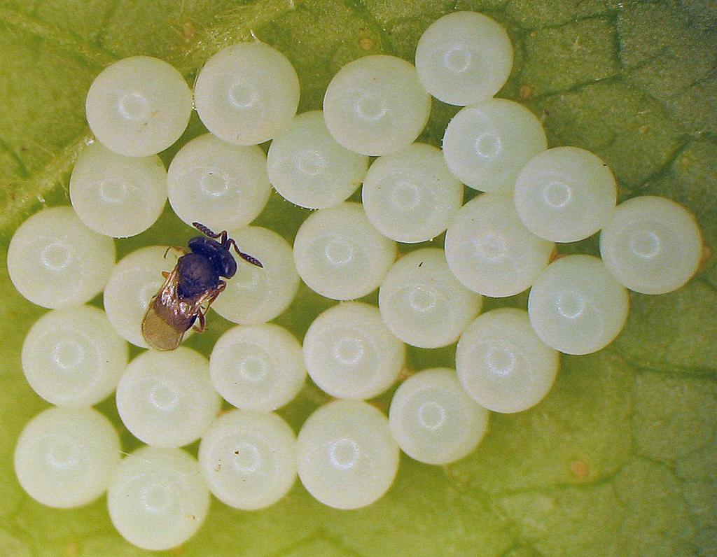 Host-specificity of parasitoids A successful egg parasitoid must: Overlap with host habitat Overlap with time of host activity Locate and