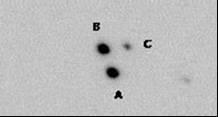 STI 2744. "A" and "B" reversed in CCD image. "A" is USNO 2007/12060, catalog mag 13.35. Canopus reports "B" raw instrumental mag 12.26. 11. STI 2752. "A" and "B" reversed in CCD image. "B" is USNO 2007/13317 catalog mag 11.