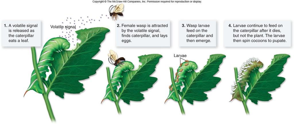 Animals that Protect Plants Static plant responses to threats have an energetic downside -Are maintained in the presence or