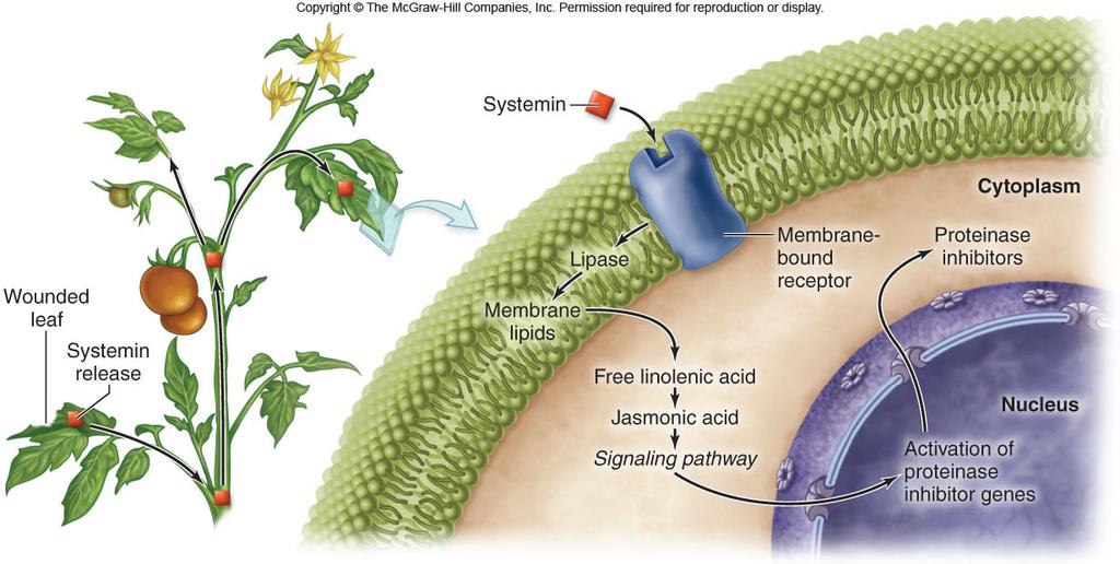 26 A wound response occurs when a leaf is chewed or injured -Leads to rapid production of proteinase inhibitors throughout the