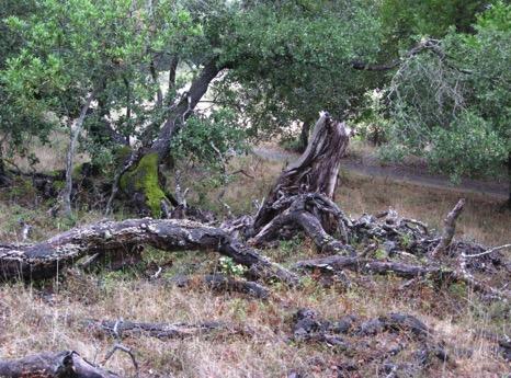 Sudden Oak Death First documented in Marin County, CA in the mid-90 s.