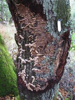 Attacks by ambrosia and bark beetles and presence of fungi