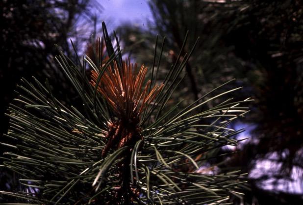these approaches to Austrian pine resistance to Diplodia tip blight, as well as other