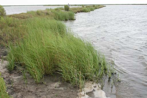 Smooth cordgrass stems reduce wave energy and build land. Its roots stabilize existing land.