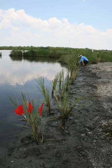 To reduce erosion, smooth cordgrass plugs are installed in saline marsh restoration projects each year. In most cases, only one smooth cordgrass variety, Vermilion, is used.