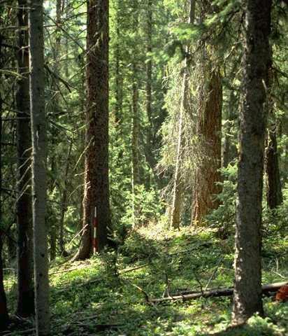 forest an area where coniferous and deciduous trees are the most dominant plant.