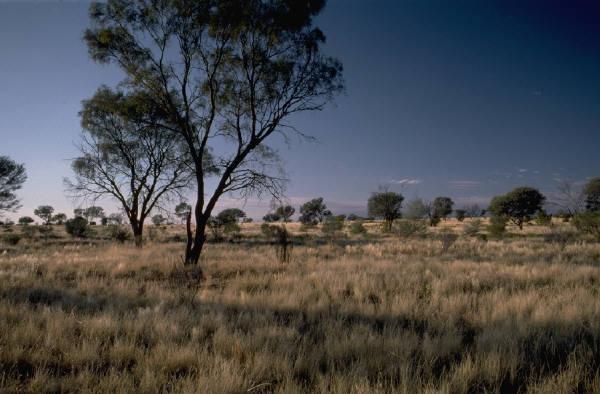 grasslands flat or rolling areas of land covered with grasses If located in
