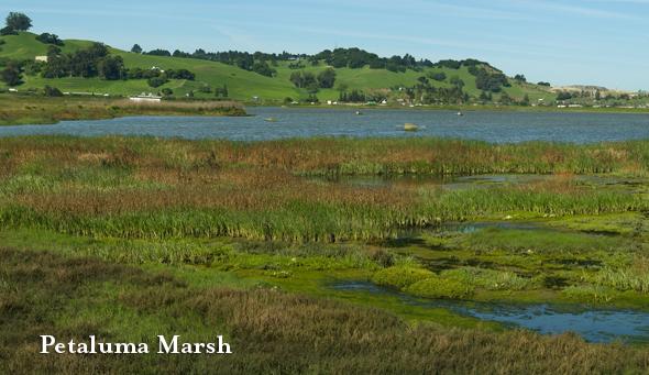 marsh an area of soh wet