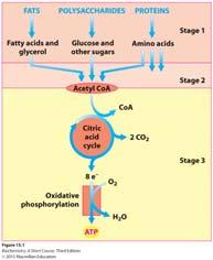 Basic Concepts of Metabolism Chapter 15,