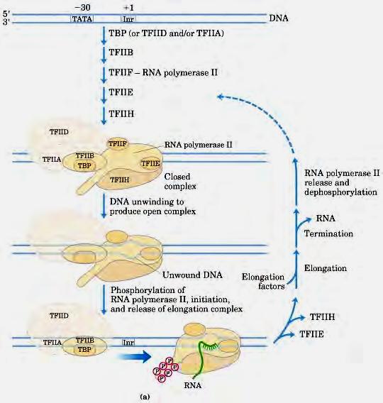 Eukaryotic transcription cycle Only the unphosphorylated RNA enters PIC. The TFIIH complex has both helicase and kinase activities that can unwind DNA and phosphorylate the CTD tail of RNA.