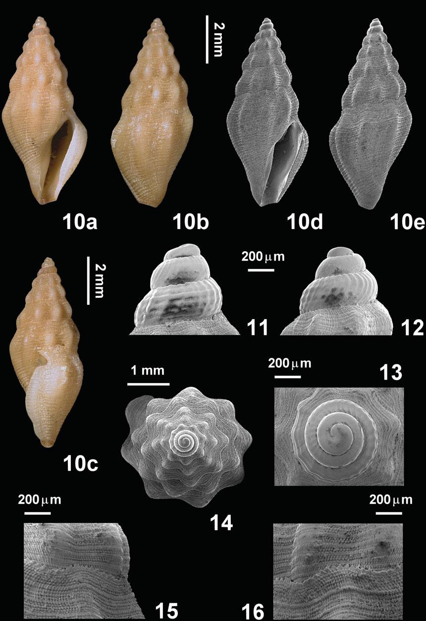 4 paolo mariottini et al. Fig. 10 16. Paratype MNHN-21396 of Bela clarae Peňas & Rolán, 2008, Vallcarca, Sitges, Barcelona, Spain, 45 60 m depth (7.4 3.2 mm).