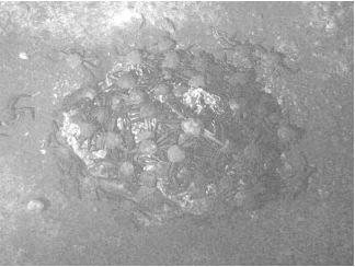 Fig. 17. Close-up of the sea floor in the gas hydrate field at Joetsu Knoll.