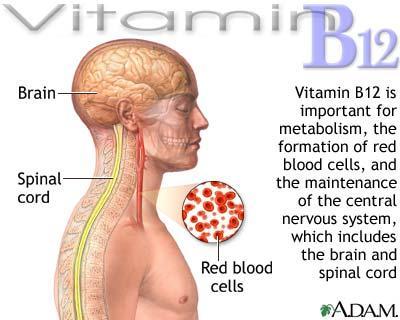 Biology of Vitamin B 12 Vitamin B 12, common name cobalamin, is a water soluble molecule produced by bacteria and algae It is involved in the metabolism of every cell of the human body,