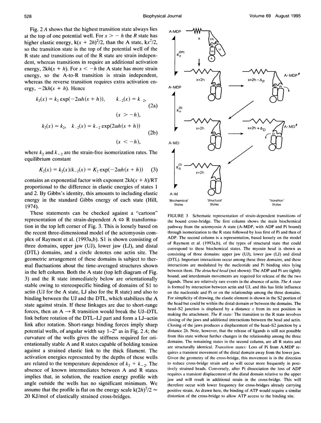 528 Biophysical Journal Volume 69 August 1995 Fig. 2 A shows that the highest transition state alway: s lies at the top of one potential well.