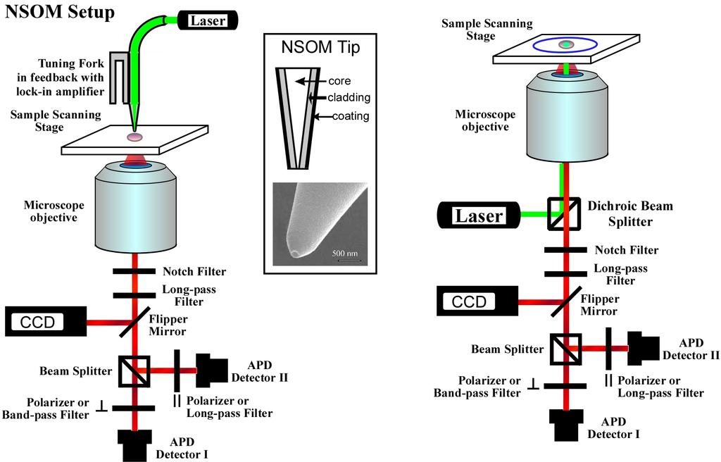 Scanning Confocal Microscopy from NSOM NSOM can be modified to be a SCM simply by removing the tuning fork head, the tip.