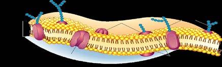 Phospholipid Bilayer Structure Each phospholipid has a head and two tails Polar head is attracted to water Nonpolar tails are repelled by water
