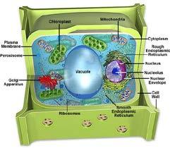 Vacuoles storage for materials in the cytoplasm Store, transport, or