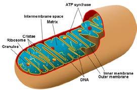 Mitochondria Powerhouse Converts organic materials into ATP Outer and inner membranes with lots of folds Provides large surface area to