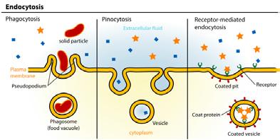 Energy ATP Moves Endocytosis