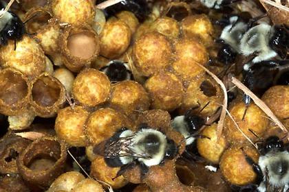 Bumblebee Comb Similar to honey