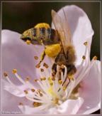 HONEYBEES (Apis mellifera) The