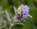 Flower Preferences of Pollinators Bees