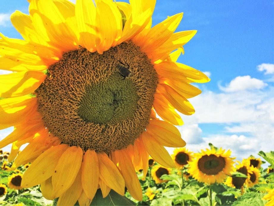 Benefits of pollinators to sunflower production Wild sunflowers: self-incompatible Domesticated sunflowers Seed
