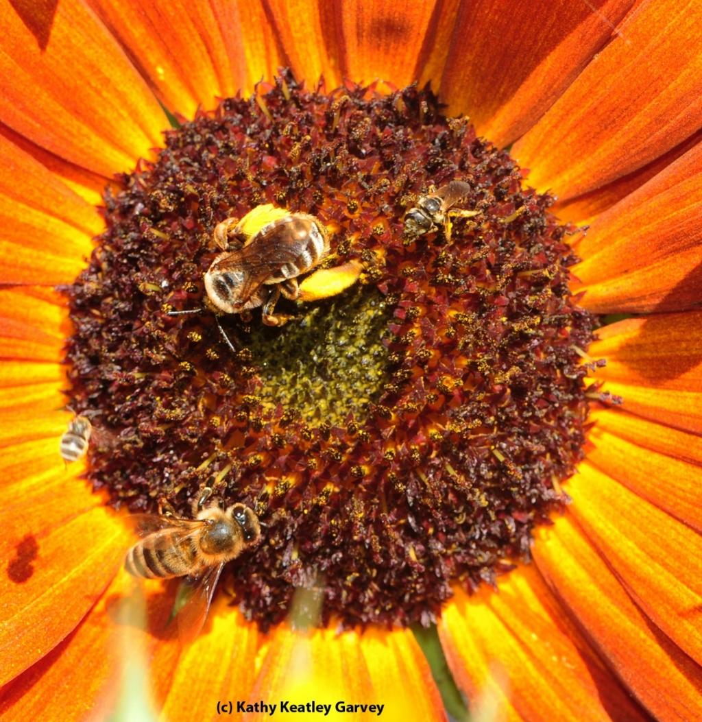 Managed honey bees Non-native generalists Sunflower Pollinators Wild bees ~4,000 species in NA 400+ species on